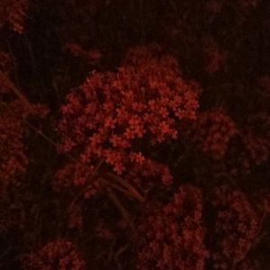 成人免费观看一区二区
